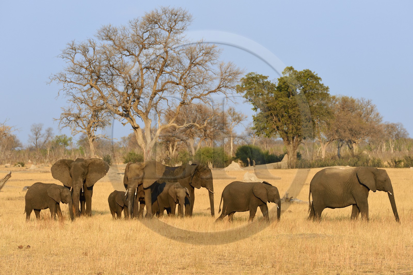 Zimbabwe, Matabeleland North Province, Hwange National Park, wild african elephants (Loxodonta africana) in the savannah