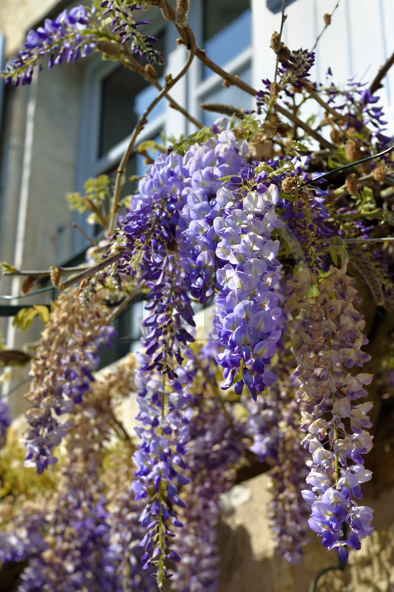 France, Charente (16), Marthon, glycine sur une facade de maison traditionnelle