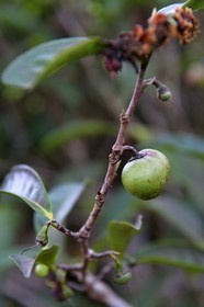 Sri Lanka, Province d'Uva, Bandarawela, fruit de thé