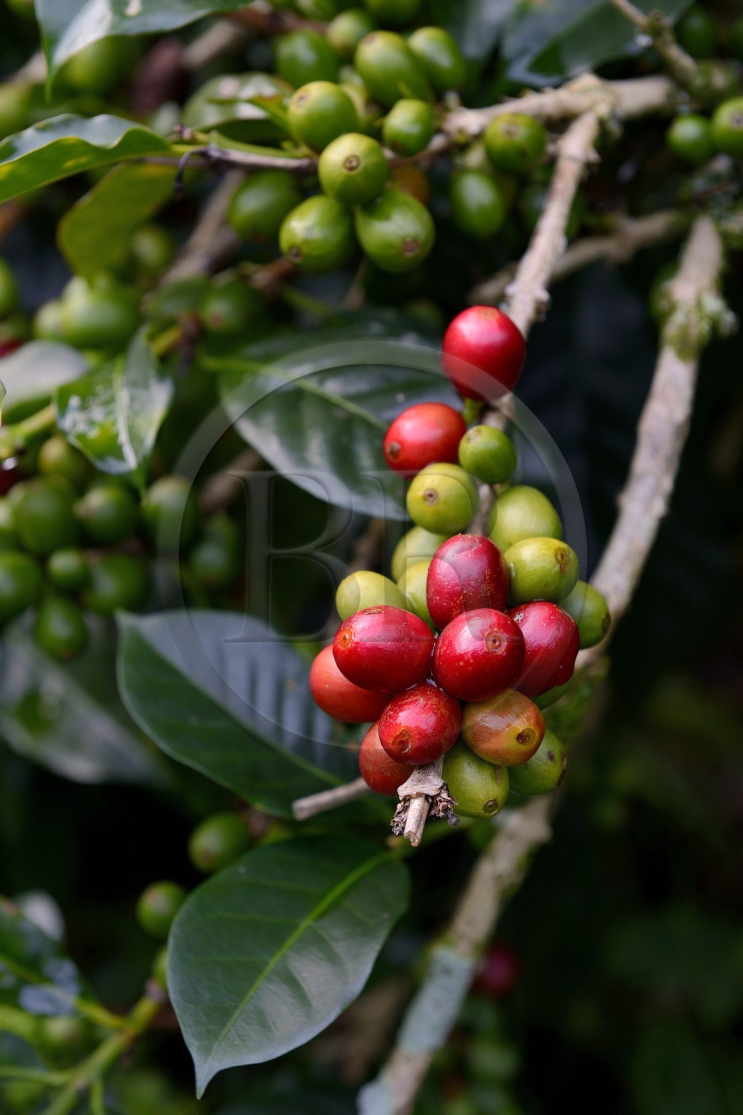 Panama, province de Chiriqui, Boquete, plantation de café Finca Lerida, graines de café de la variété catuai