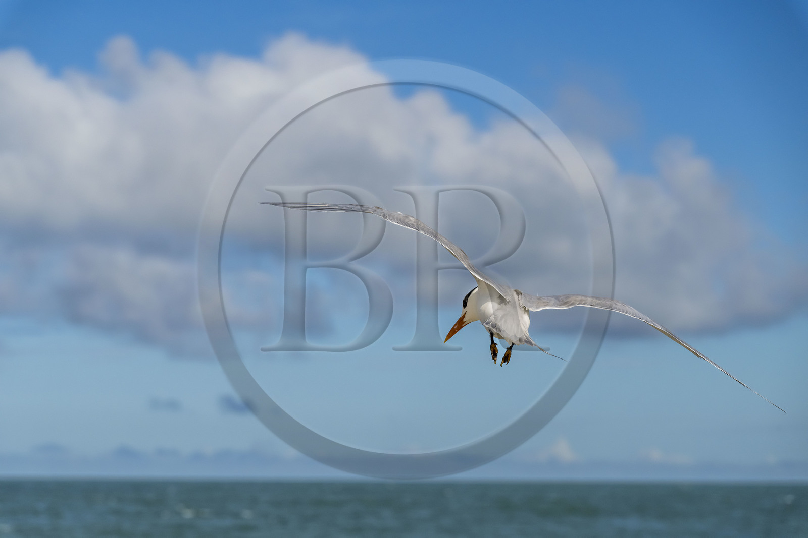 France, Guyane, Kourou, Iles du Salut, Ile Royale, sterne royale (Thalasseus maximus)