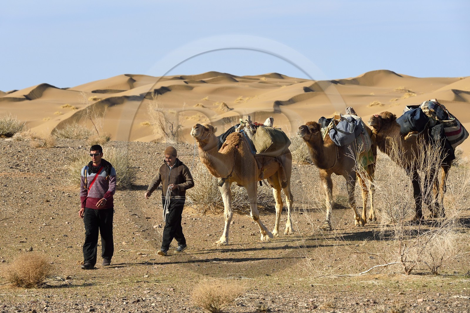 Iran, Province d'Ispahan, désert du Dasht-e Kavir, Mesr dans la région de Khur et Biabanak, caravane de dromadaires passant au pied des dunes de sable