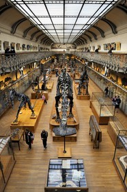 France, Paris (75), Jardin des Plantes, Museum National d'Histoire Naturelle, Galeries de Paléontologie et d'Anatomie comparée