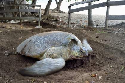 France, Mayotte island (French overseas department), Grande-Terre, Kani-Keli, N’Gouja beach, the Maore Garden, green sea turtle (Chelonia mydas) covering eggs with sand after laying eggs