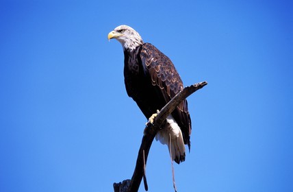 France, Bas-Rhin (67), château de Kintzheim, la volerie des aigles