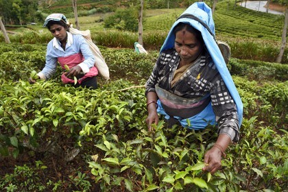 Sri Lanka, Uva Province, Bandarawela, Tamil woman picking tea leaves in a tea plantation