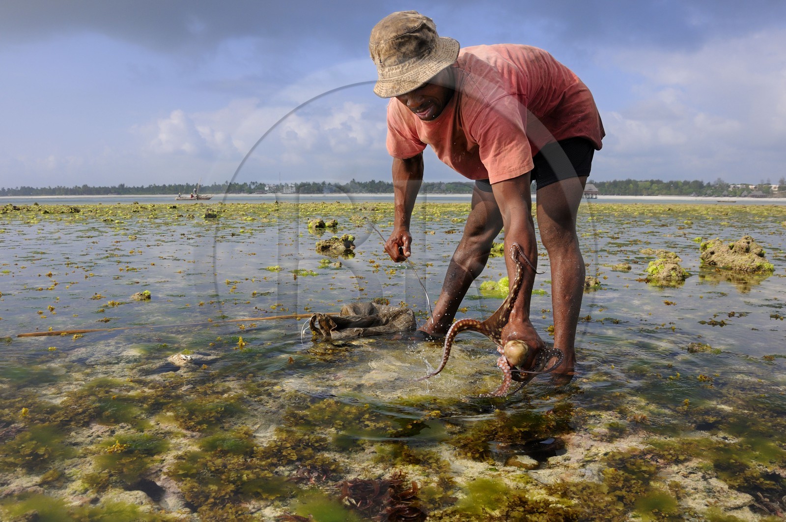 Tanzanie, archipel de Zanzibar, île de Unguja (Zanzibar), côte Sud-Est, Bwejuu, pêche à pied de poulpes sur le récif coralien à marée basse