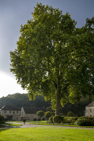 France, Côte-d'Or (21), Marmagne, l'abbaye cistercienne de Fontenay classée au Patrimoine Mondial de l'UNESCO, l'imposant platane planté vers 1780 d'une hauteur de 37m et de 6m de circonférence, la porterie en arrière plan