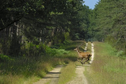 France, Loire et Cher, cerf dans le domaine du château de Chambord