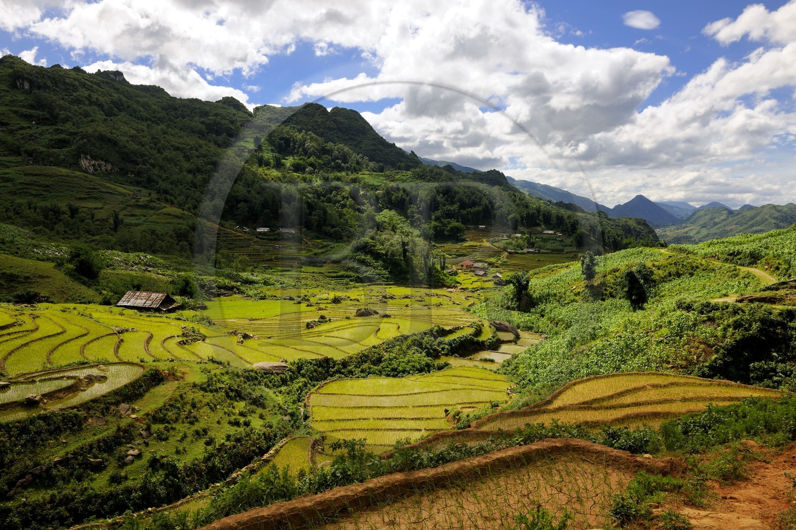 Vietnam, province de Lao Cai, région de Sapa, culture de rizières en terrasses par la minorité Hmong Noir