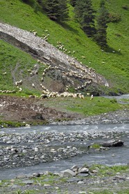 Géorgie, Kakheti, Parc national de Touchétie, vallée de la rivière Alazani dans les montagnes de Pirikiti, troupeau de moutons en bordure de rivière