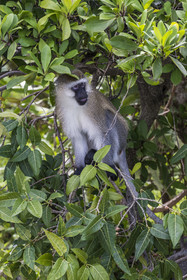 Rwanda, Province de l’Ouest, Karongi (anciennement nommée Kibuye), lac Kivu, singe Vervet bleu (Chlorocebus pygerythrus) sur un des ilots au large de Kibuye