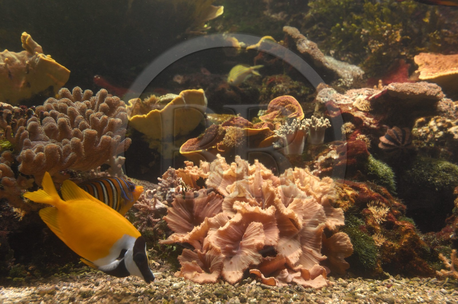 France, Charente-Maritime (17), La Rochelle, l'Aquarium