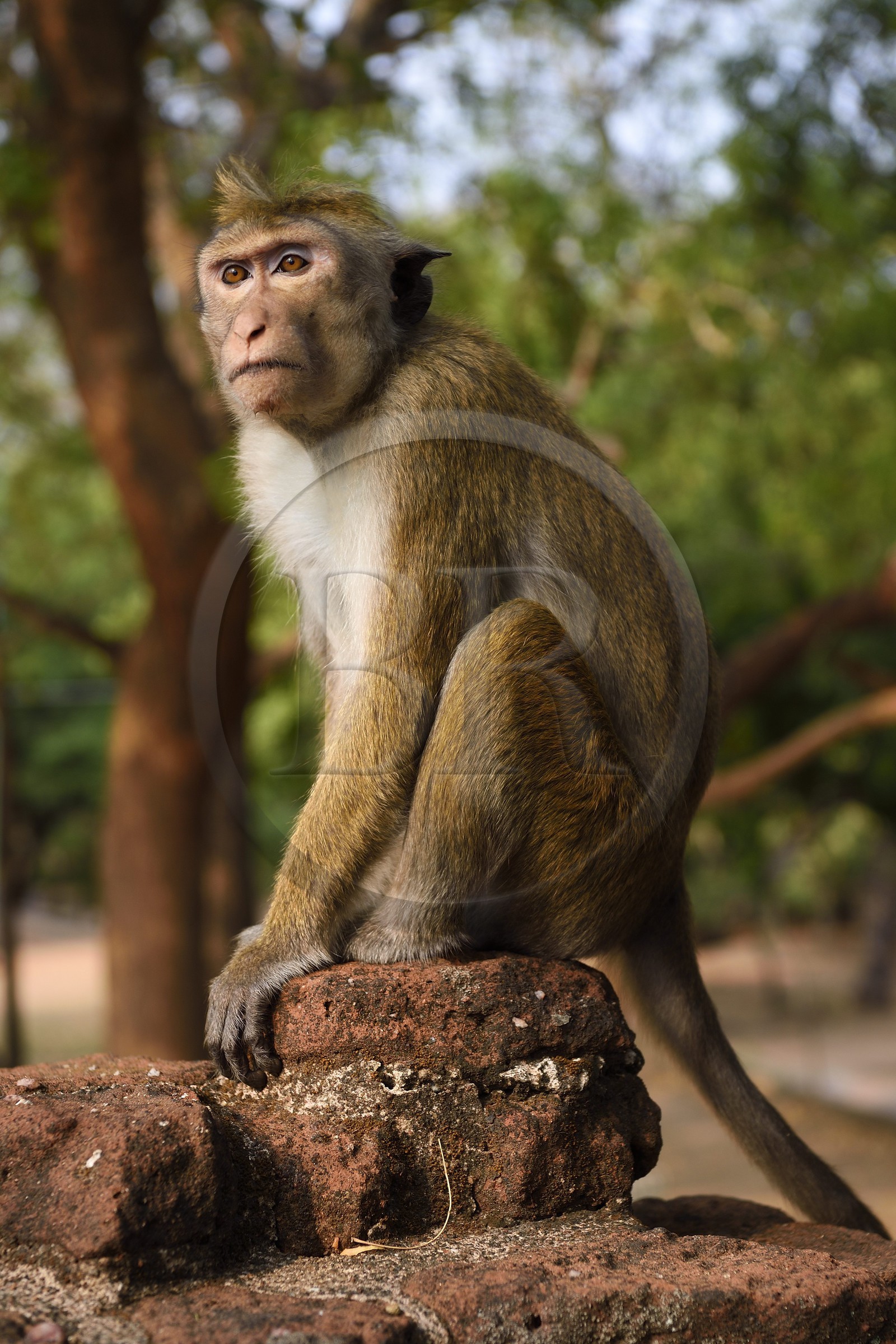 Sri Lanka, province du Centre-Nord, Polonnaruwa, l'ancienne capital du pays (XIe au XIIIe siècle) est classée au Patrimoine Mondial de l'UNESCO, terrasse de la relique de la Dent (Dala Maluwa),