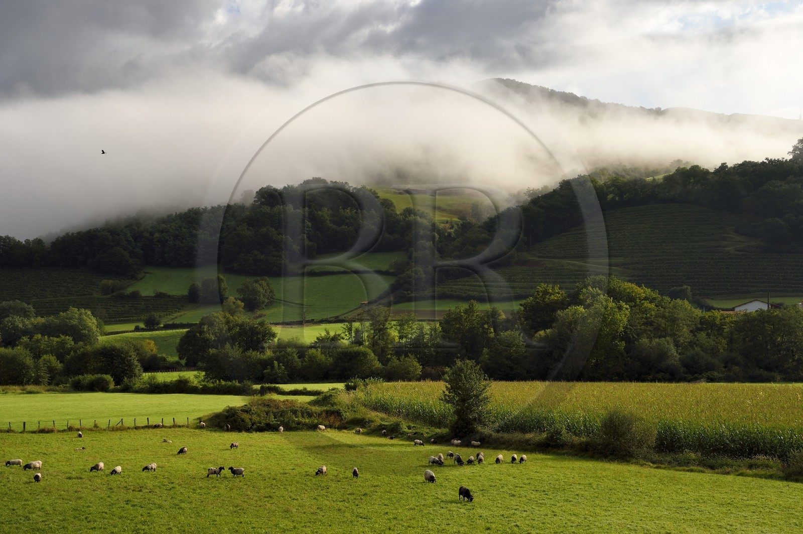 France, Pyrénées-Atlantiques (64), Pays-Basque, Saint-Etienne-de-Baïgorry, mouton manech tête noire