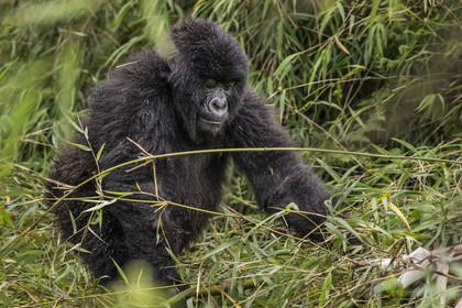 Rwanda, Province du Nord, Parc National des Volcans dans la chaine des Monts Virunga, mont Karisimbi, gorille des montagnes (Gorilla beringei beringei) du groupe Susa