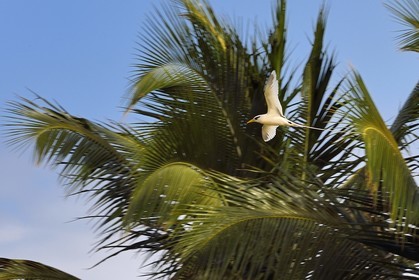 France, Reunion island (French overseas department), south coast, Petite-Ile, white-tailed tropicbird (Phaethon lepturus) is one of the emblems of the Mascarenes