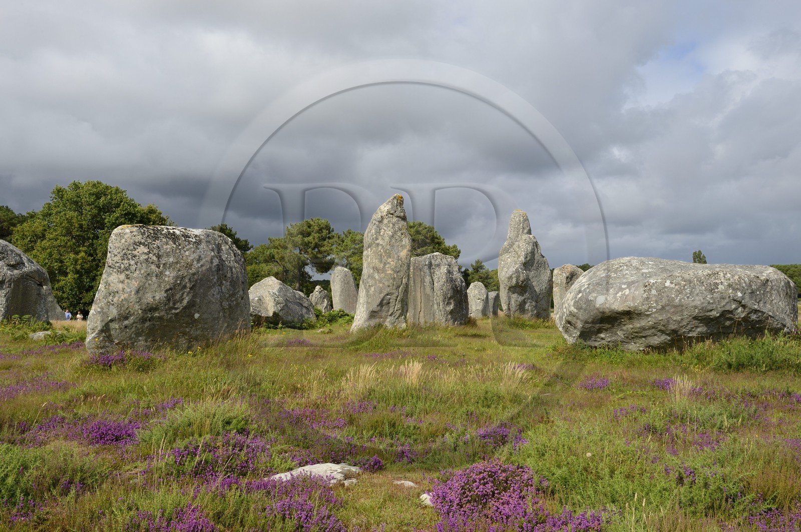 France, Morbihan (56), Carnac, alignement mégalithique de Kermario