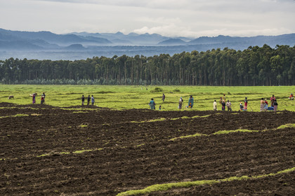 Rwanda, Province du Nord, District de Musanze, Kinigi, paysans travaillant dans les champs, une forêt d'eucalyptus en arrière plan