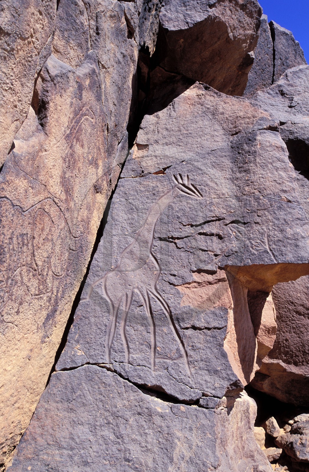 Libye, région du désert, Le Fezzan (Sahara), Messak Setafet, gravures rupestre de girafe du Matkhendoush