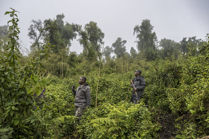 Rwanda, Province du Nord, Parc National des Volcans dans la chaine des Monts Virunga, mont Karisimbi, le garde Ferdinand Ndamiyabo et pisteur du Parc accompagnant des touristes à la rencontre des gorilles des montagnes du groupe Susa