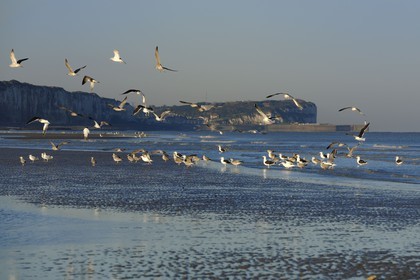 France, Seine-Maritime (76), Veules-les-Roses, goélands sur la plage et les falaises à l'aube