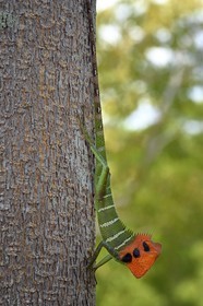 Sri Lanka, North Central province, Diyabeduma, chameleon called oriental garden lizard, eastern garden lizard or changeable lizard (Calotes versicolor)