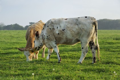 France, Seine-Maritime (76), Yport, vaches normandes