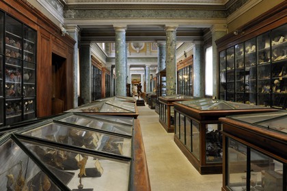 France, Hérault (34), Montpellier, centre historique, faculté de médecine, le musée d'anatomie