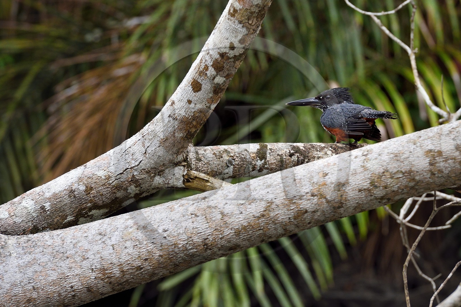 Gabon, province de Ogooué- Maritime, Parc National du Loango, site de Akaka dans la lagune du Fernan Vaz (Nkomi), Martin-pêcheur géant (Megaceryle maxima)