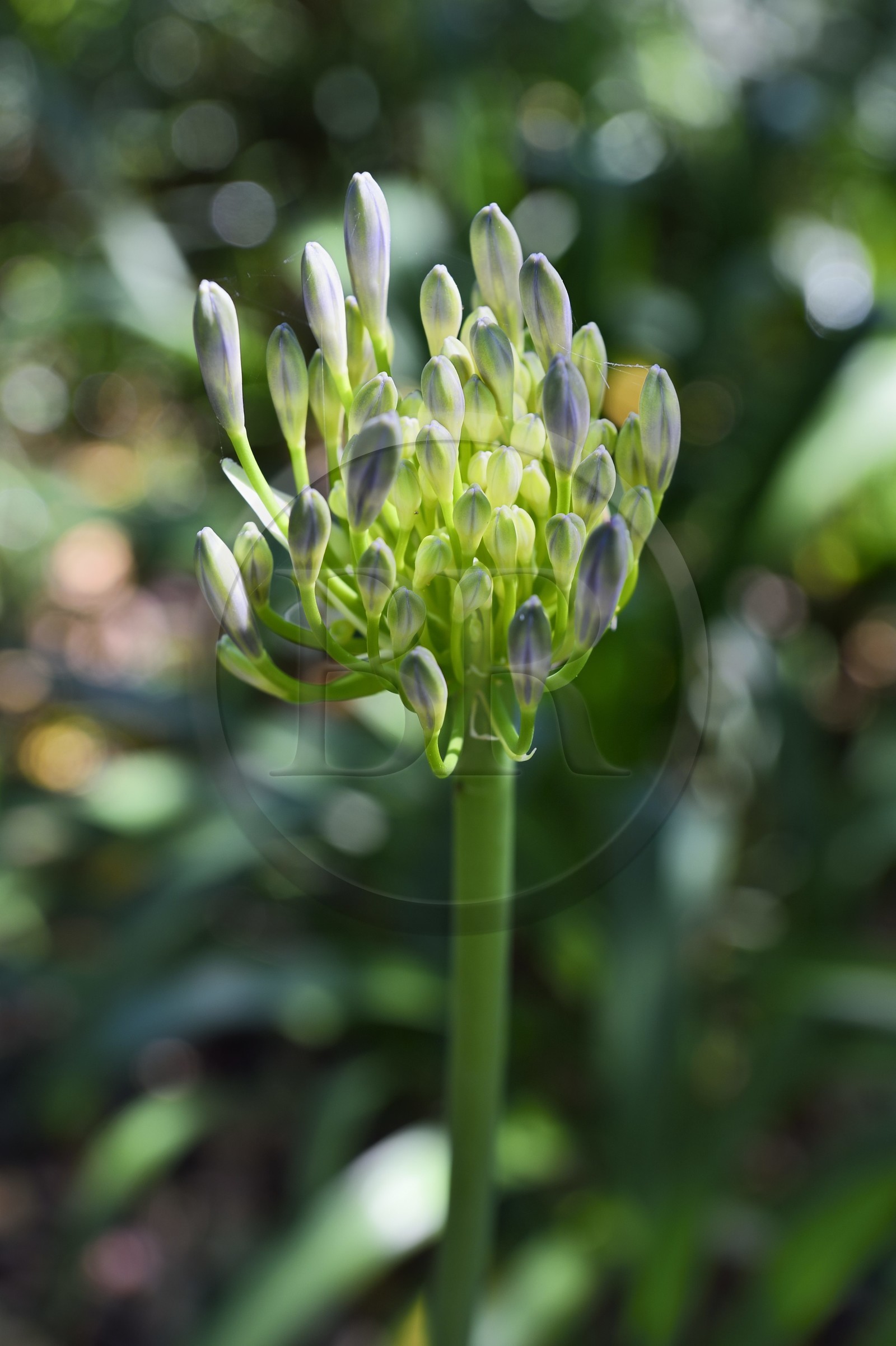 France, Var (83), Rayol-Canadel-sur-Mer, Domaine du Rayol, propriété du conservatoire du littoral mention obligatoire, le jardin des Méditerranées conçu par le paysagiste Gilles Clément, Jardin d'Afrique du Sud, agapanthe