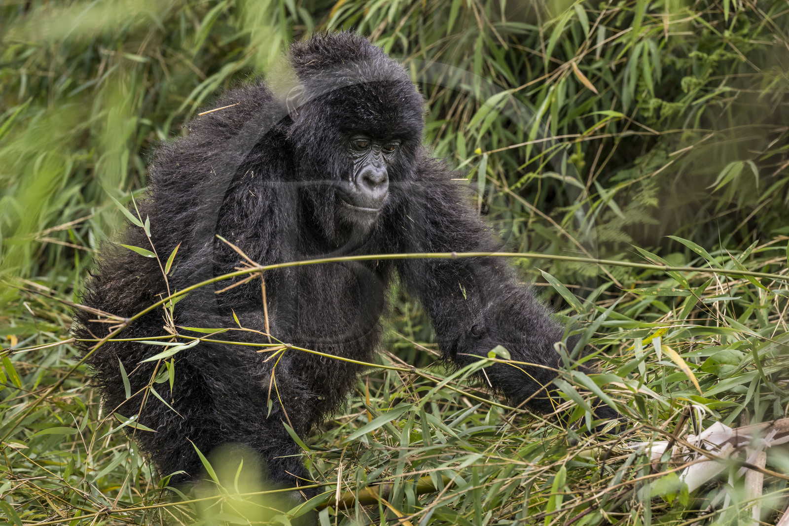 Rwanda, Province du Nord, Parc National des Volcans dans la chaine des Monts Virunga, mont Karisimbi, gorille des montagnes (Gorilla beringei beringei) du groupe Susa