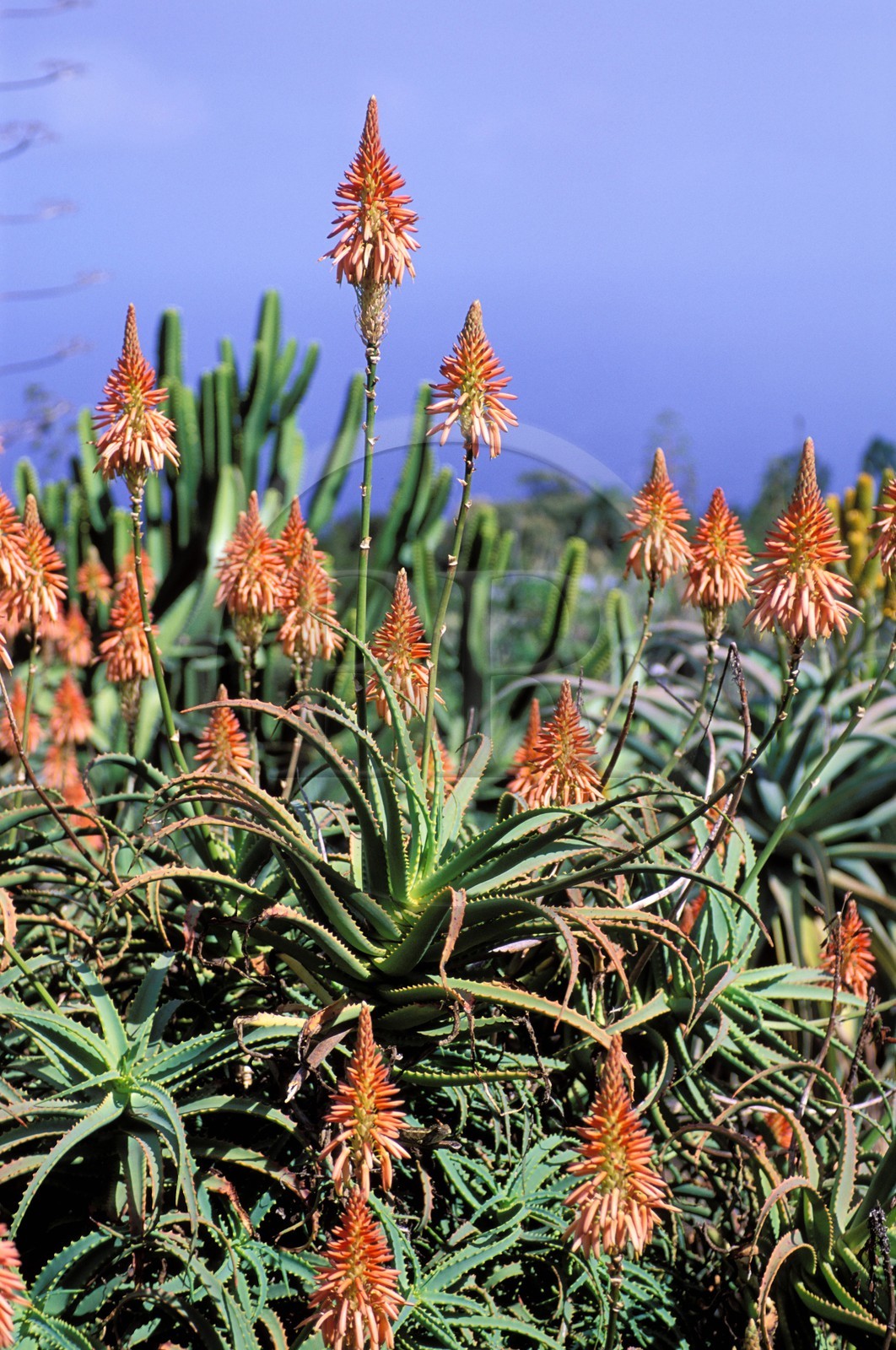 France, île de la Réunion, plantes succulentes : agaves au conservatoire botanique de mascarin