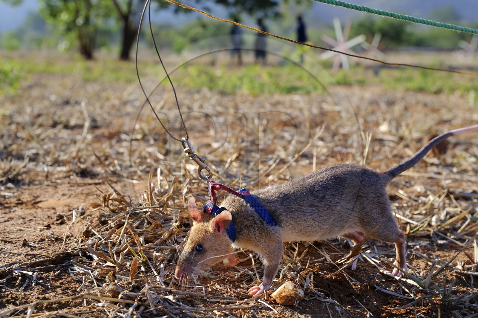 Tanzanie, université de Morogoro, centre de recherche Apopo de technologie de détection par les rats de mines anti-personnel, entrainement des rats à la détection de TNT sur le terrain