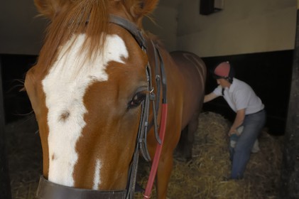 Republic of Ireland, County Kildare, Maynooth, Moyglare Stud, preparation of the horse in the box