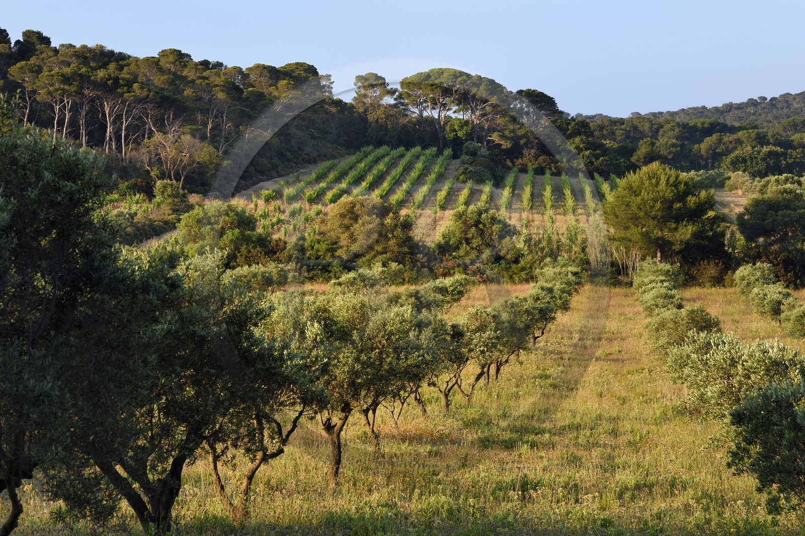 France, Var (83), Iles d'Hyères, parc national de Port Cros, Ile de Porquerolles, vignes et vergers de collections d'oliviers du Conservatoire botanique national méditerranéen dans la plaine de Porquerolles
