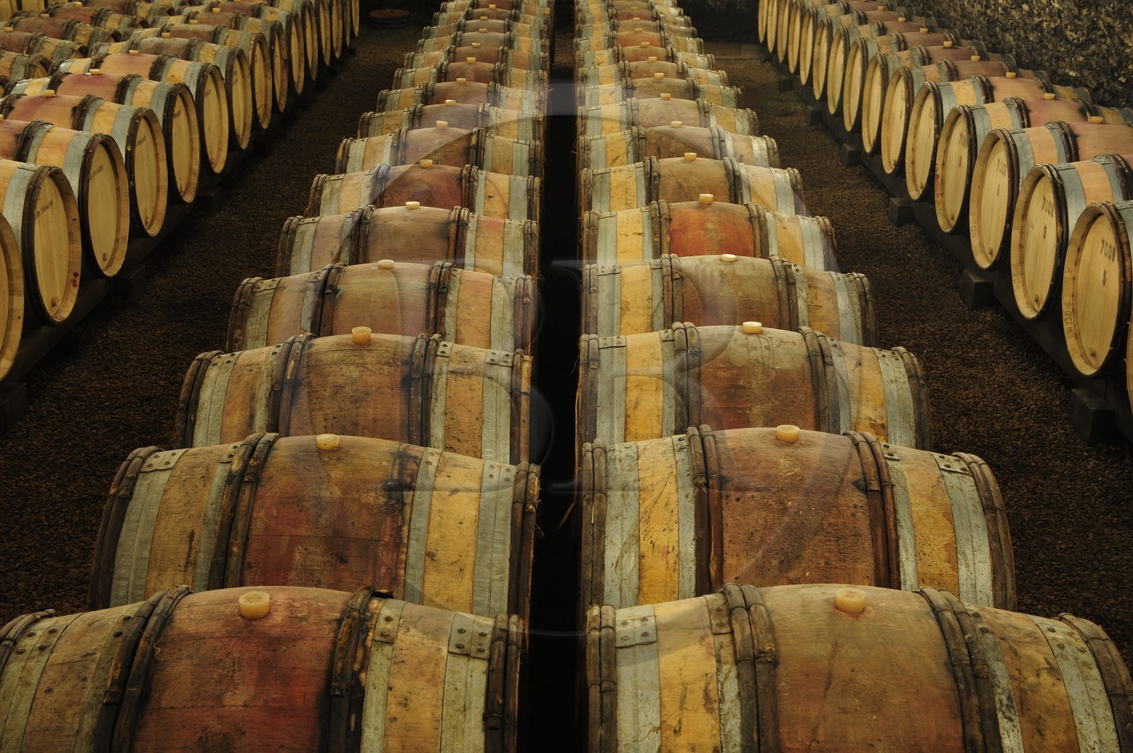 France, Côte d'Or (21), Gevrey-Chambertin, cave du domaine Drouhin-Laroze