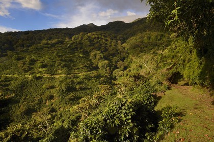 Panama, Chiriqui province, Boquete, Coffee Plantation Finca Lerida, on the slopes of Volcan Baru