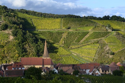 France, Haut Rhin, the Alsace Wine Route, Niedermorschwihr, the village in the vineyard and its church with a twisted steeple