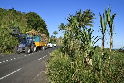 France, Reunion island (French overseas department), Saint-Philippe, tractor carrying a sugarcane trailer