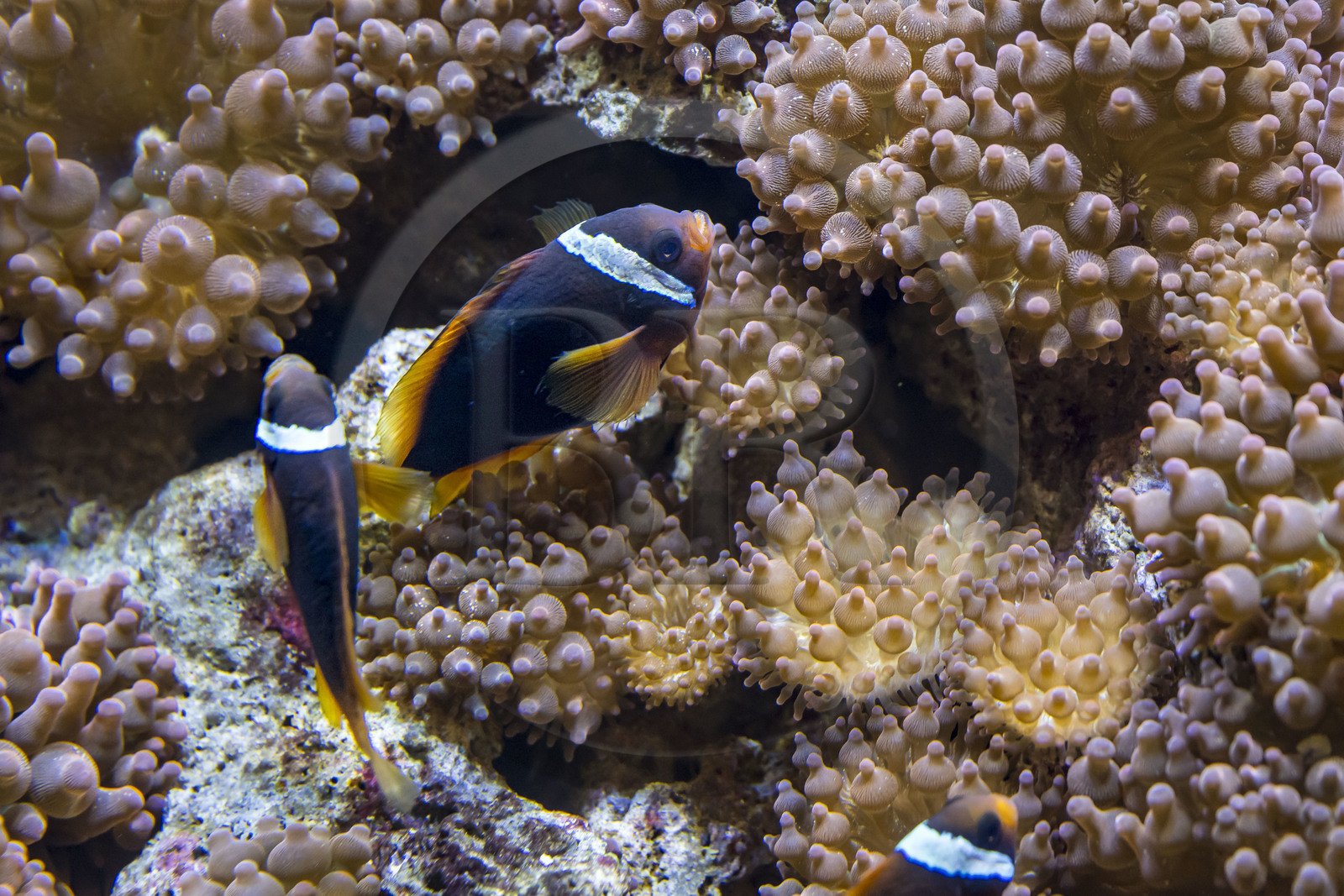 Espagne, Catalogne, Barcelone, Port Vell, l'aquarium, clown anemone fish (Amphiprion ocellaris) and anemones
