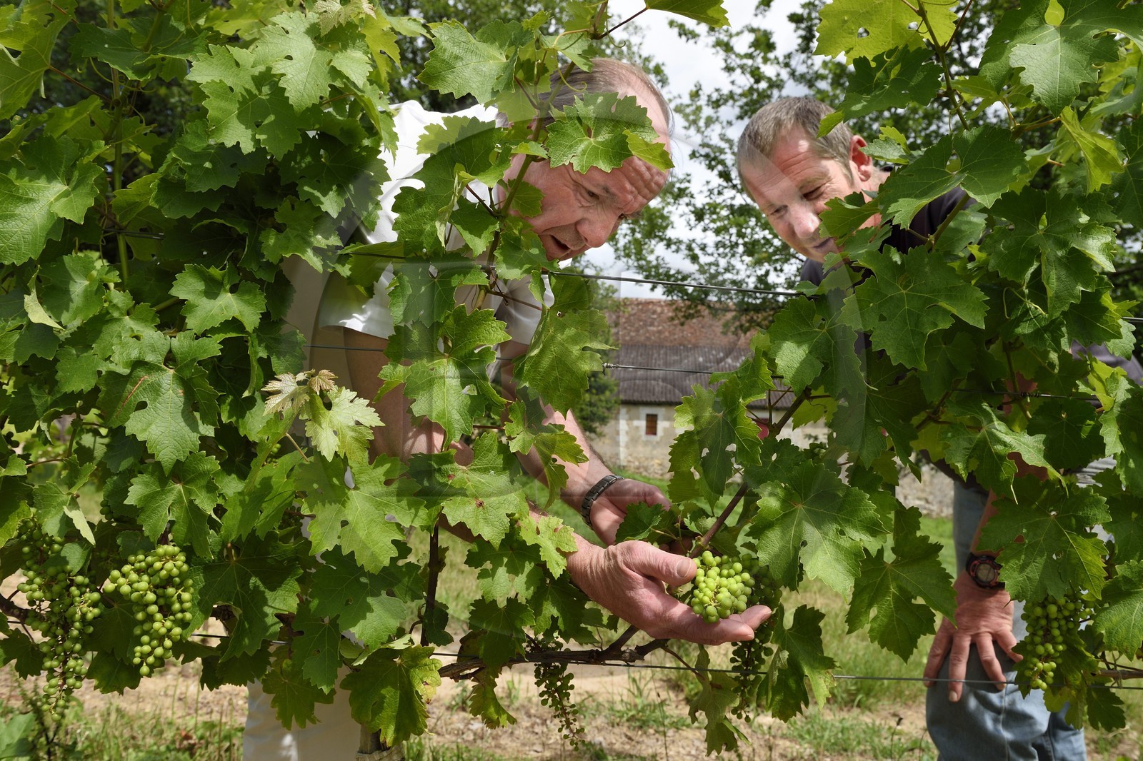 France, Dordogne, Creysse near Bergerac, Pecharmant vineyard, chateau de Tiregand, Francois-Xavier de Saint-Exupéry owner and winemaker in his vineyard