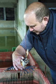 France, Charente-Maritime (17), Fouras, homard vivant à la cabane des frères Bénard à la Pointe de la Fumée