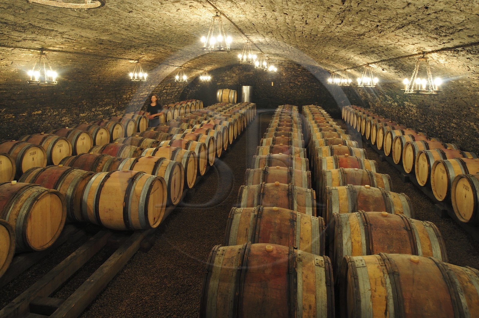 France, Côte d'Or (21), Gevrey-Chambertin, cave du domaine Drouhin-Laroze