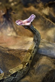 France, Paris (75), Le Parc zoologique de Paris (Zoo de Vincennes), la biozone Guyane dans la Grande Serre, Boa constrictor (Boa constrictor)