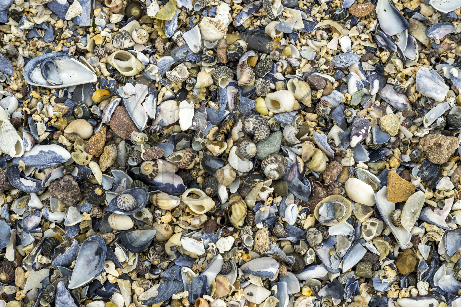 France, Côtes d'Armor (22), Grand Site de France Cap d'Erquy – Cap Fréhel, Erquy, l'Ilot Saint-Michel, sol du tombolo à marée basse recouvert de coquillages et de pierres