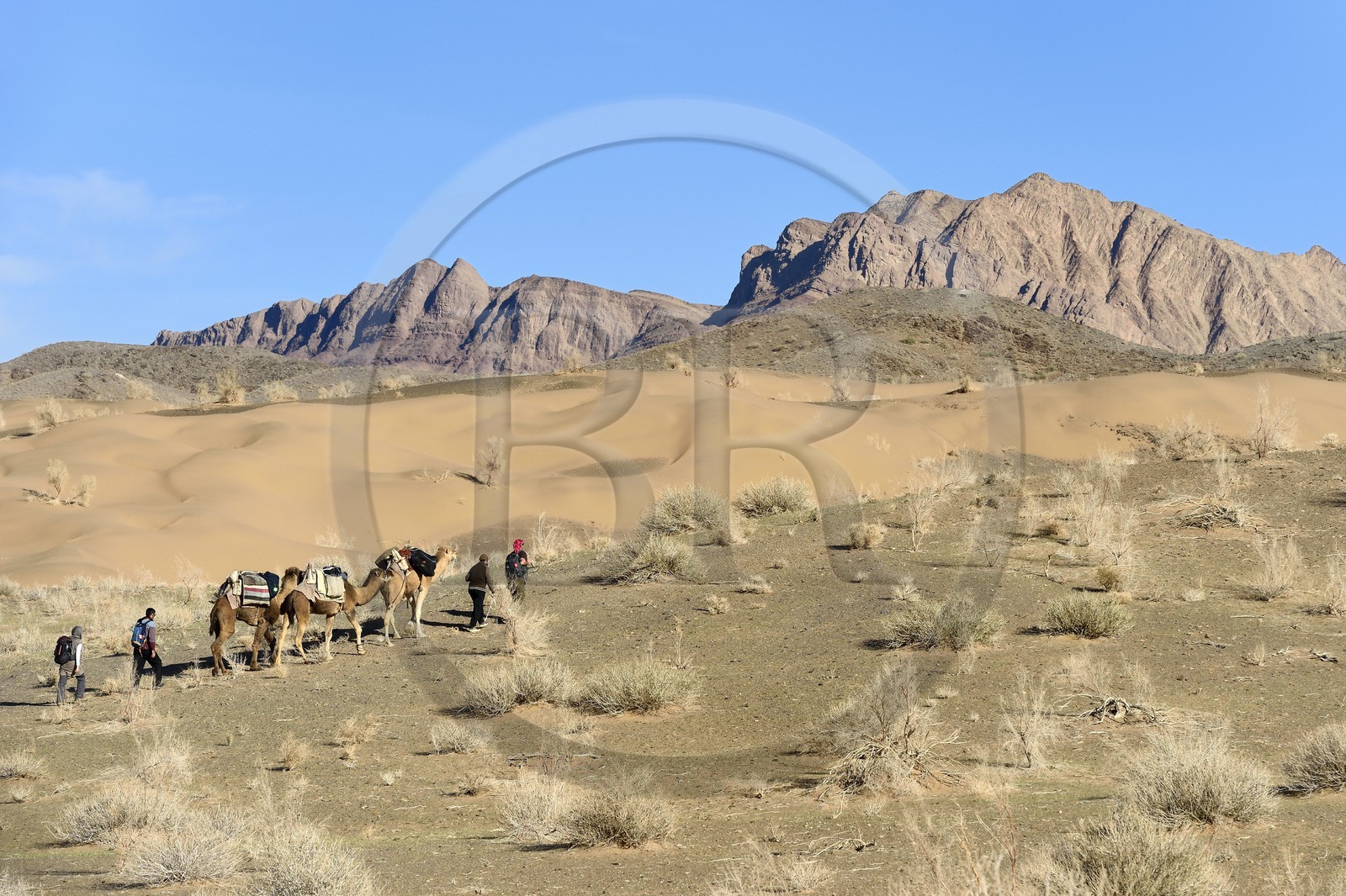 Iran, Province d'Ispahan, désert du Dasht-e Kavir, Mesr dans la région de Khur et Biabanak, caravane de dromadaires lors d'une randonnée chamelière
