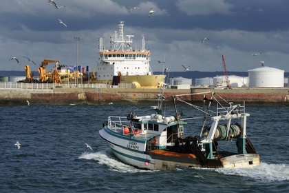France, Seine-Maritime (76), Le Havre, bateau de pêche entrant au port suivi par une nuée de goélands