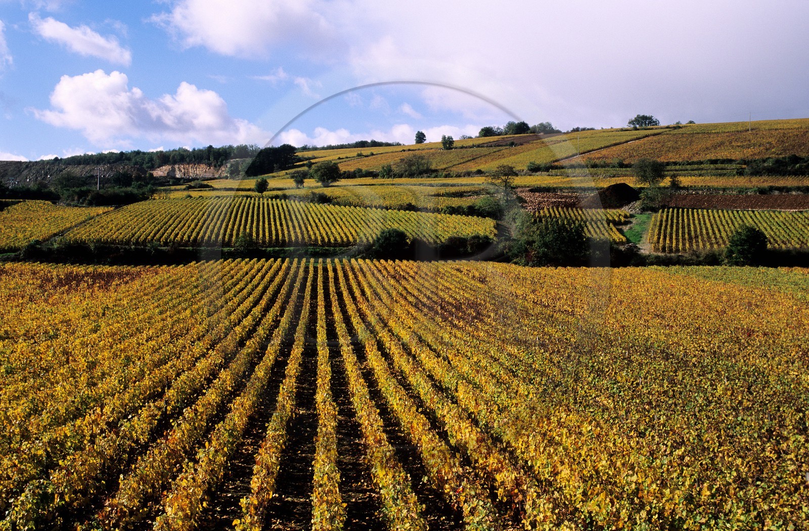 France, Côte-d'Or (21), vignoble de Nolay