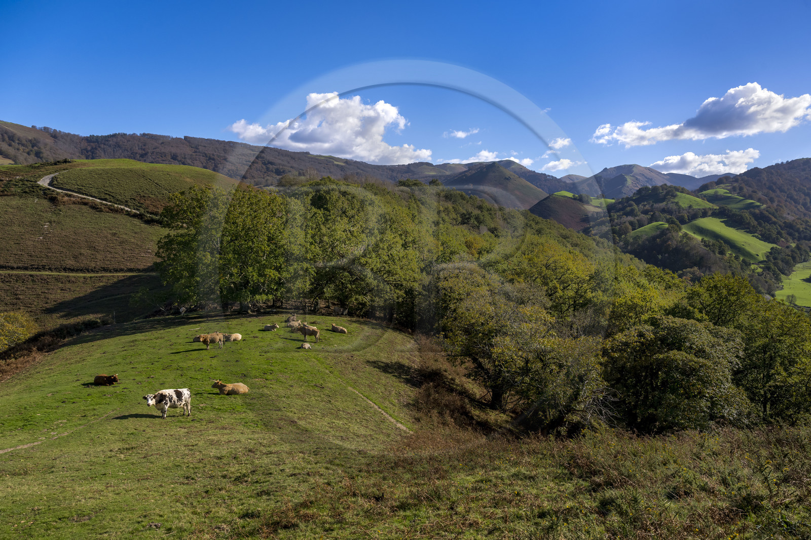 France, Pyrénées-Atlantiques (64), Pays-Basque, vallée des Aldudes, vaches sur la colline d'Elizamendi au dessus du village d'Urepel, le Kintoa (le pays Quint) en arrière plan